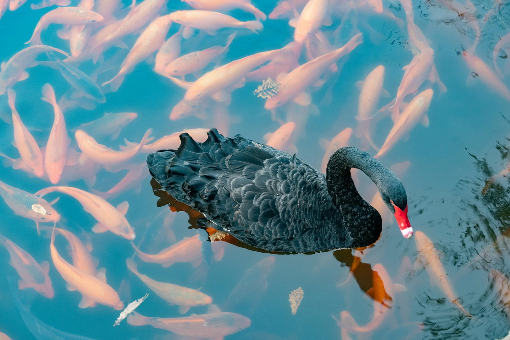 Czy karpie koi to dobry pomysł do przydomowego oczka?